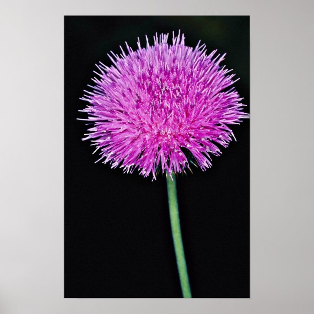 Póster Flores de caroço (Cirsium texanum) do Texas (Frente)