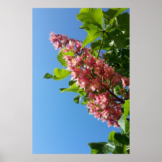 Poster Flores de castanheira em flor na primavera (Frente)