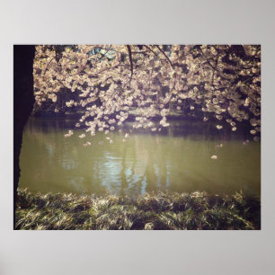 Poster Flores De Cereja Acima De Um Jardim, Todos Os Tama