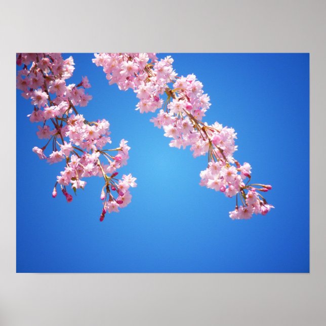 Póster Flores De Cereja Rosa Contra Céu Azul, Médio (Frente)