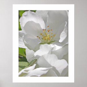 Póster Flores de cerejeira