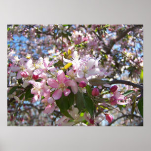 Póster Flores de cerejeira cor-de-rosa