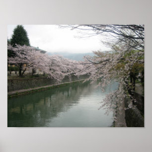 Póster Flores de cerejeira de Kyoto