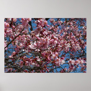 Poster Flores de Cerejeira e Céu Azul Floral de Primavera