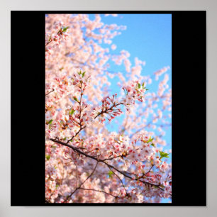 Póster Flores de cerejeira em Japão