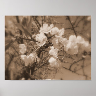 Póster flores de cerejeira no céu, sepia