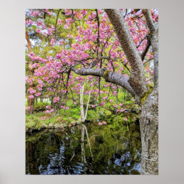 Poster Flores de Cerejeira Rosa ao Longo do Lago