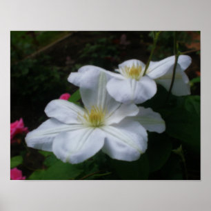 Póster Flores De Clematis Branca Moles Efeito Orton