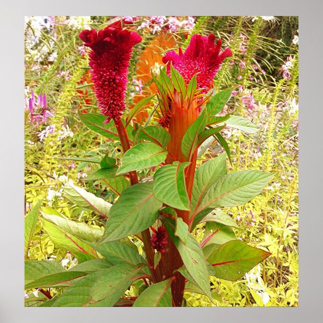 POSTER FLORES DE COCKSCOMB (Frente)