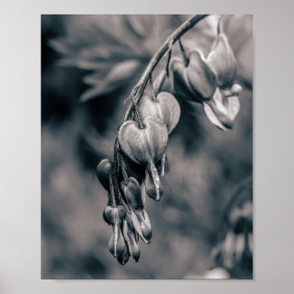 Poster Flores de Coração Sangrando Preto e Branco, Românt