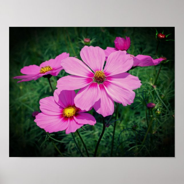 Poster Flores de Cosmos Rosa (Frente)