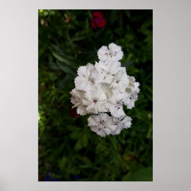 Poster Flores de Cravo Brancas (Frente)