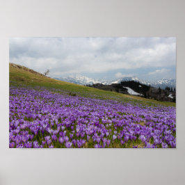 Poster Flores de croco em Velika Planina, Eslovênia