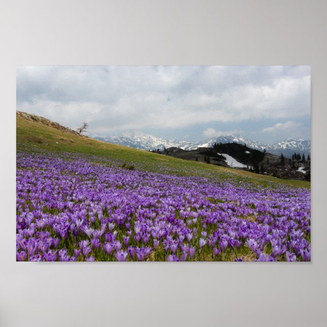 Poster Flores de croco em Velika Planina, Eslovênia (Frente)