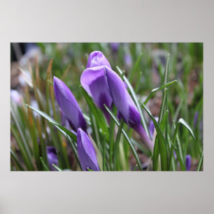 Póster Flores de croco roxas,番 红 花