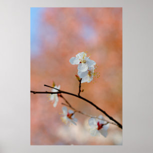 Poster Flores de damascos japoneses