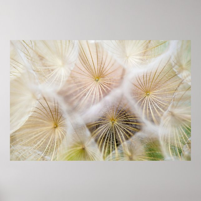 Poster Flores de dandelion brancas (Frente)