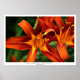 Póster Flores de Deus