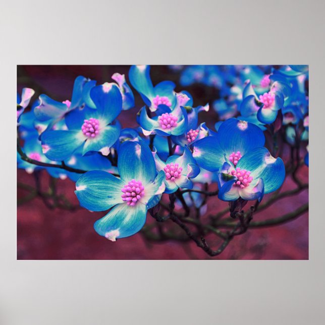 Poster Flores de Dogwood Azul (Frente)