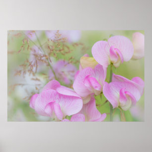 Poster Flores de Ervilha Doce   Seabeck, WA