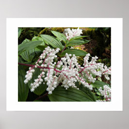 Poster Flores de Falsa-Salsa-de-Salomão Floral