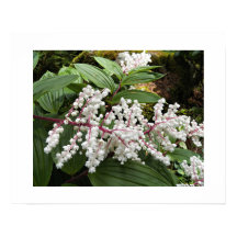Flores de Falsa-Salsa-de-Salomão Floral
