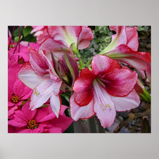 Poster Flores de Férias Vermelhas Amaryllis e Poinsettia (Frente)