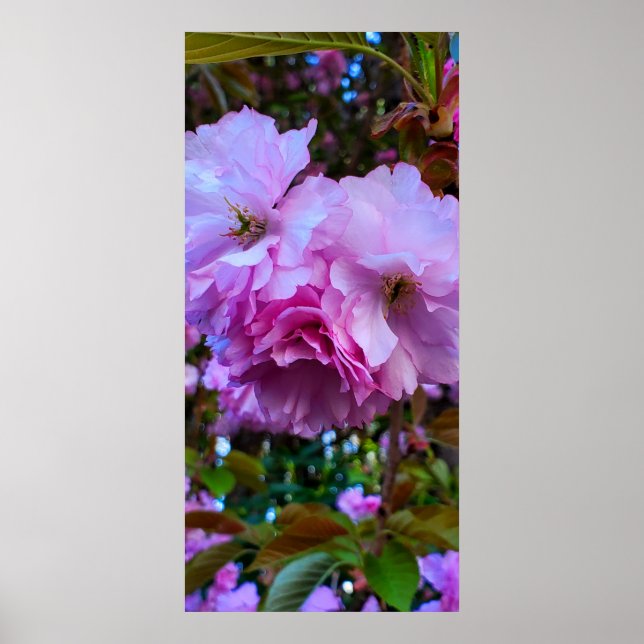 Poster Flores De Flor De Cereja Rosa (Frente)