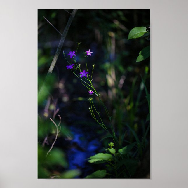 Poster Flores de Florestas de Água Roxo Selvagens Fern (Frente)