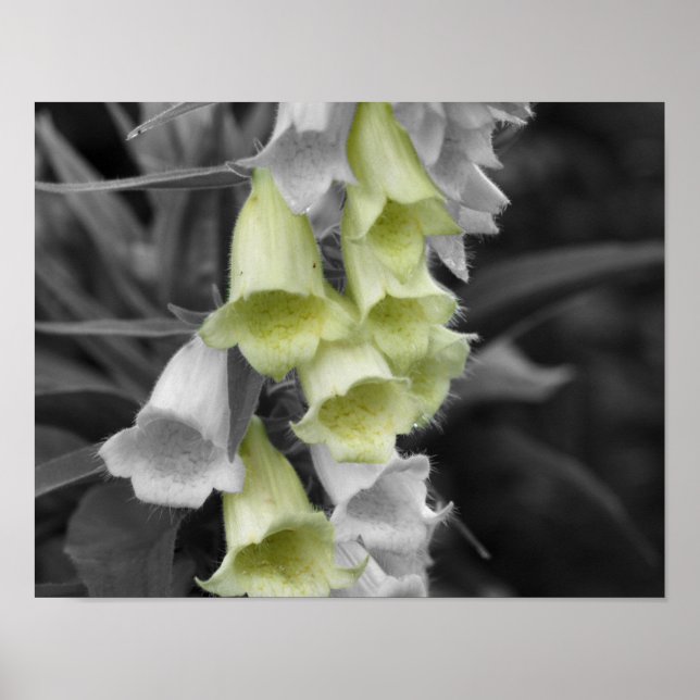 Poster Flores de Foxglove Cor Parcial (Frente)