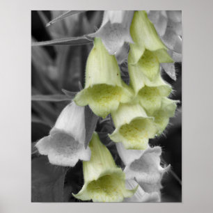 Poster Flores de Foxglove Cor Parcial