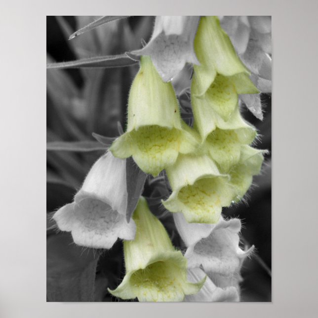 Poster Flores de Foxglove Cor Parcial (Frente)