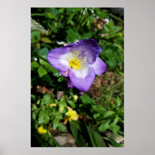 Poster Flores de Freesia Roxa