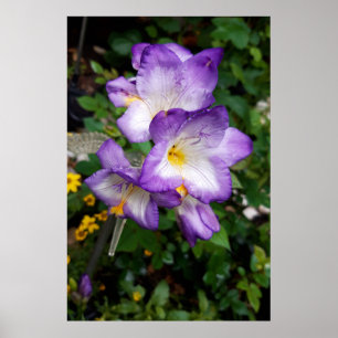 Poster Flores de Freesia Roxa