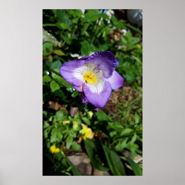 Poster Flores de Freesia Roxo (Frente)