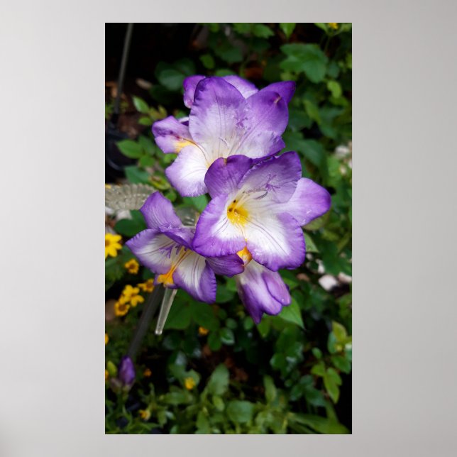 Poster Flores de Freesia Roxo (Frente)