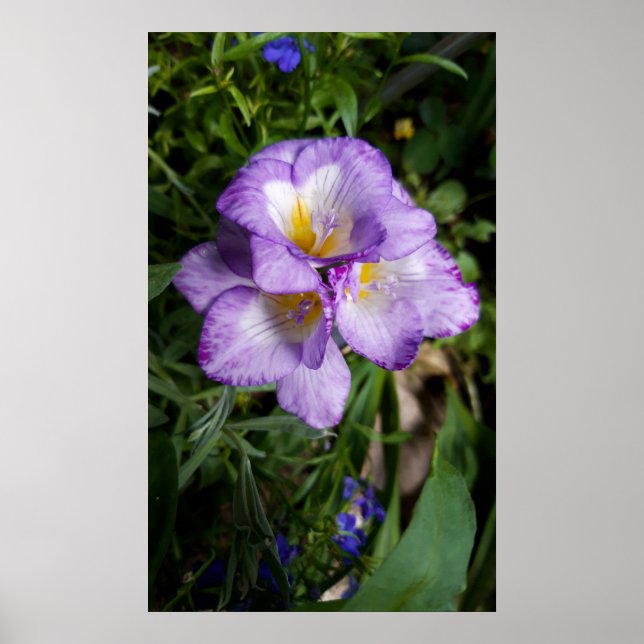 Poster Flores de Freesia Roxo (Frente)