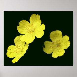 Poster Flores de Gerânio Amarelo Flutuantes