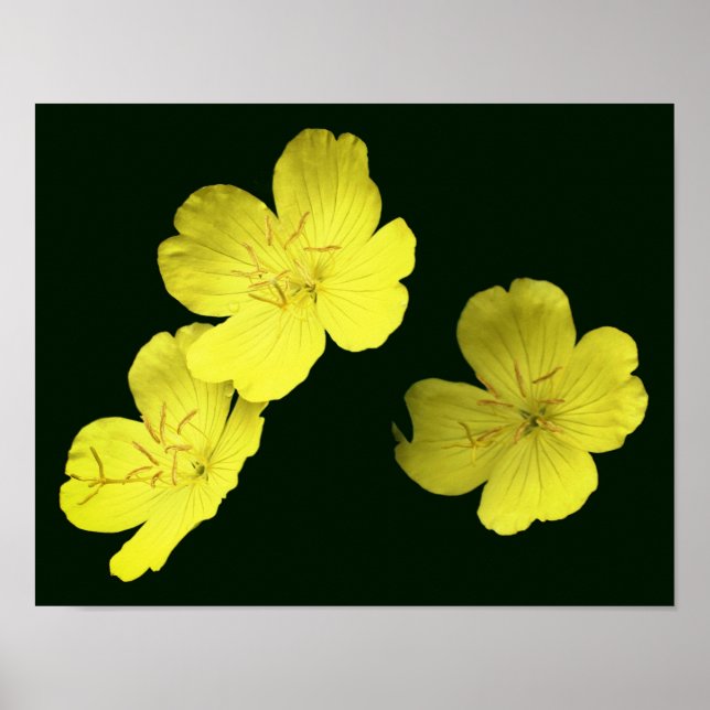 Poster Flores de Gerânio Amarelo Flutuantes (Frente)