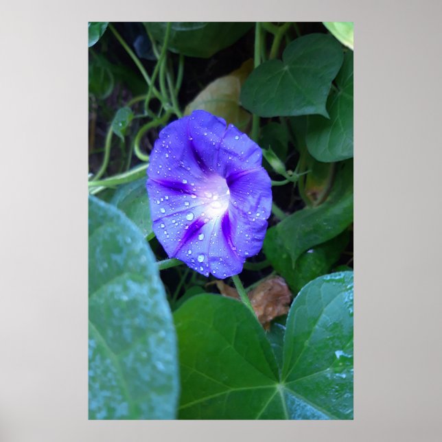 Poster Flores de Glória da Manhã, Ipomoea com Gotículas d (Frente)
