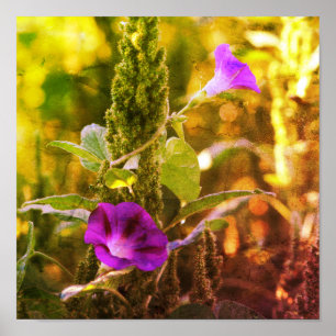 Poster Flores de Glória da Manhã Roxa Selvagem Abstrato
