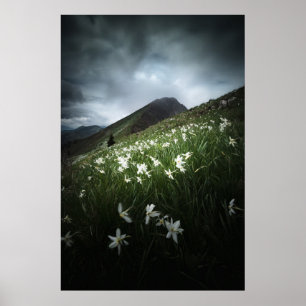 Poster Flores de Golica de Montanha e Narciso