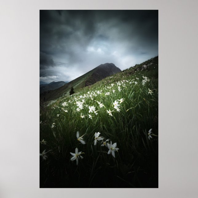 Poster Flores de Golica de Montanha e Narciso (Frente)