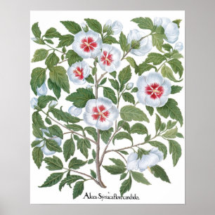 Poster Flores de Hibisco Antigas por Basilius Besler