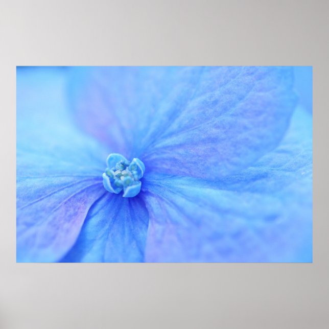 Poster flores de hortênsia azul (Frente)