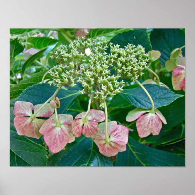 Póster Flores de Hortênsia Pink Lace-Cap - Cartaz (Frente)