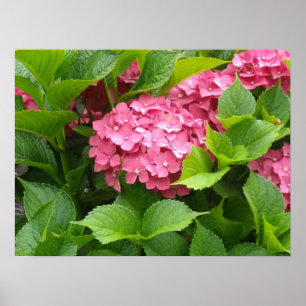 Póster Flores de Hortênsia Rosa Intenso