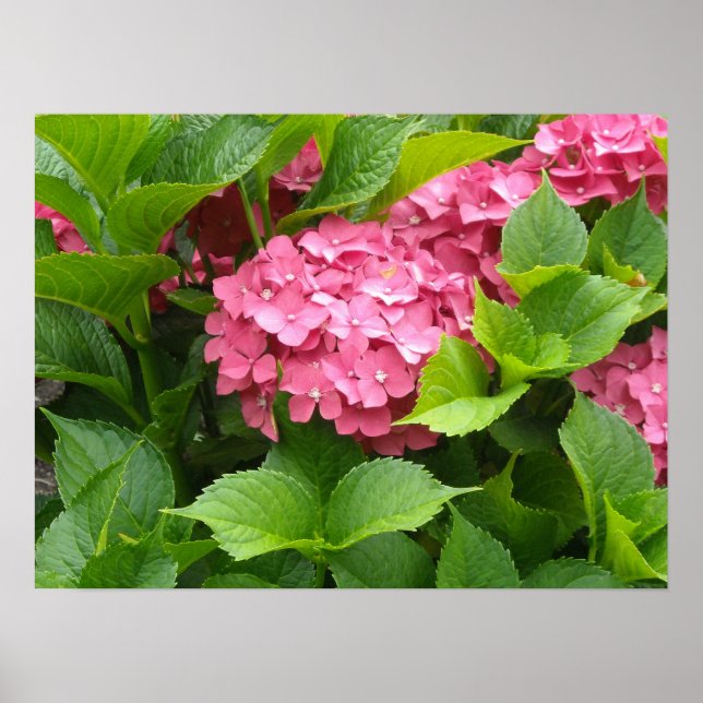 Póster Flores de Hortênsia Rosa Intenso (Frente)
