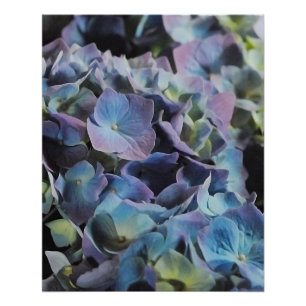 Póster Flores de Hydrangea Azul e Púrpura