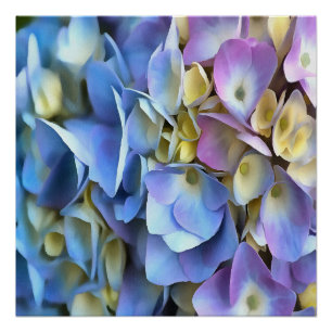 Póster Flores de Hydrangea Azul e Rosa